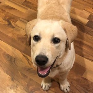 Meet your Posher, Lindsey